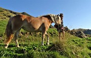 14 Un cavallo sente profumo di buono nello zaino di Debora